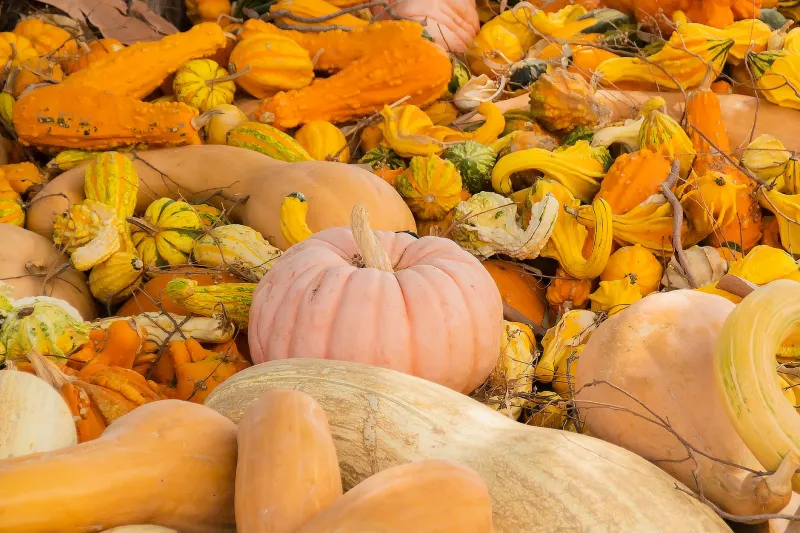Month by Month, Vegetable by Vegetable: The Seasonal Planning System That Actually Gets Used